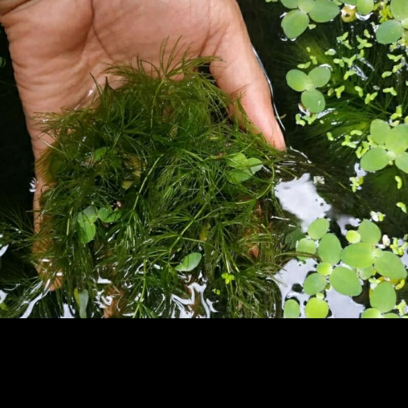 TANAMAN AIR GANGGANG AIR TAWAR HARGA PERBATANG ± 10CM