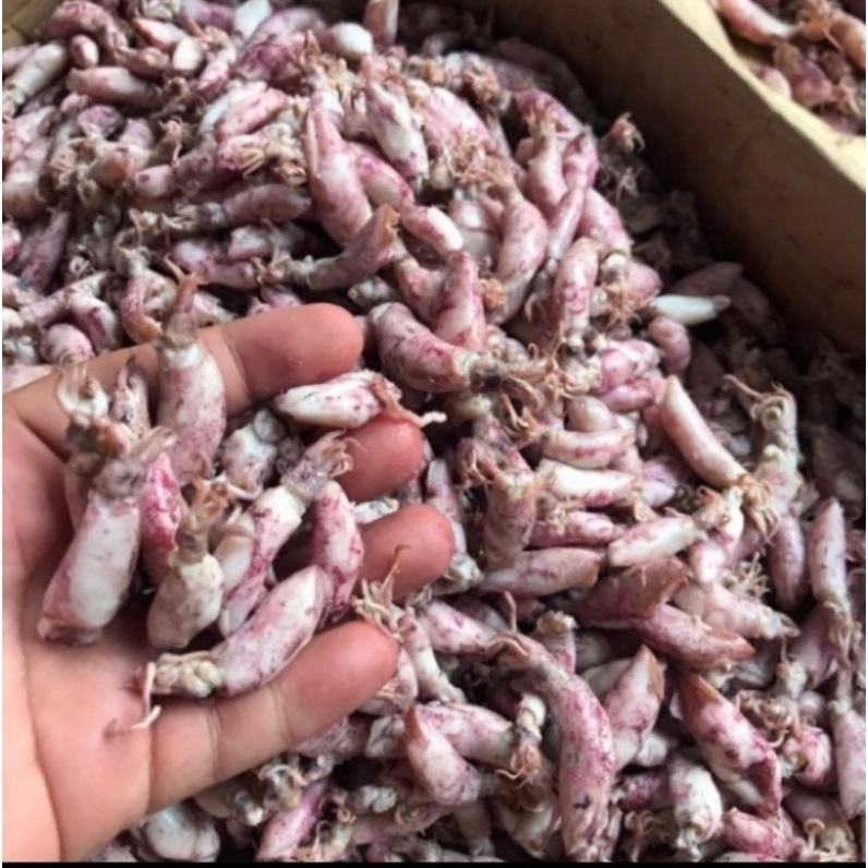 

Cumi asin baby/sotong baby