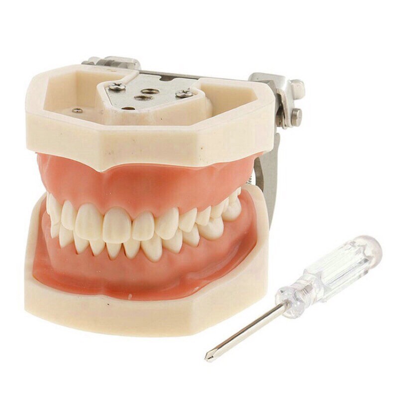 Mucodental // Model Phantom gigi latihan rubberdam / model gigi tambalan preparasi / crown bridge