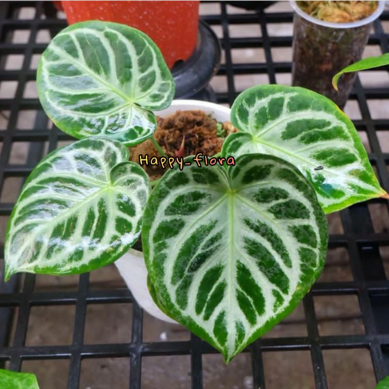 New PROMO TERMURAH bonggol anthurium kuping gajah dorayaki silver