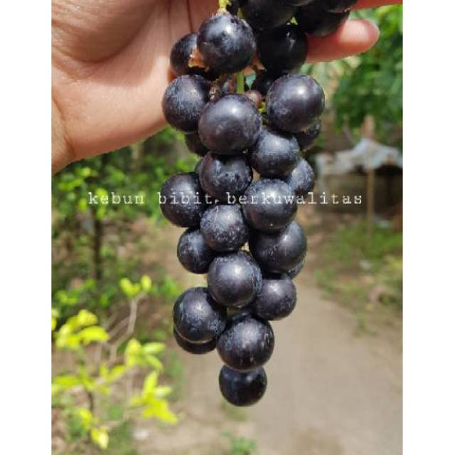 Bibit anggur hitam lokal