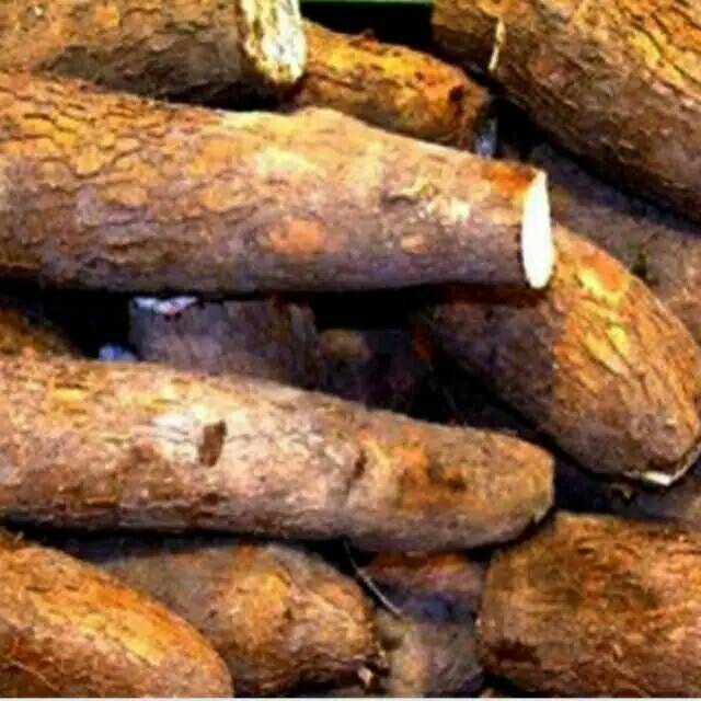 Singkong mentega umbi mentega