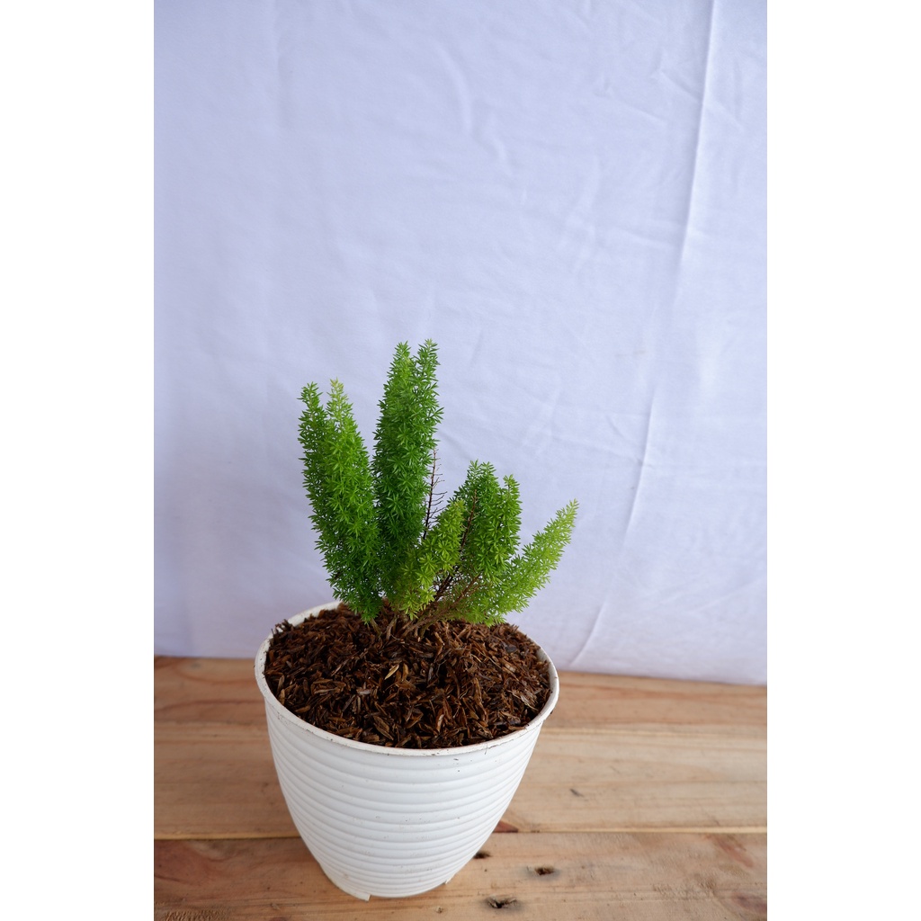 Cemara Ekor Tupai - Kualitas Super - Bibit Unggul - Tanaman Daun