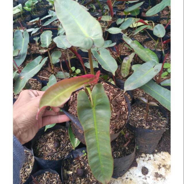 Tanaman Hias Philodendron Kabel Busi Atabapoense Shopee Indonesia