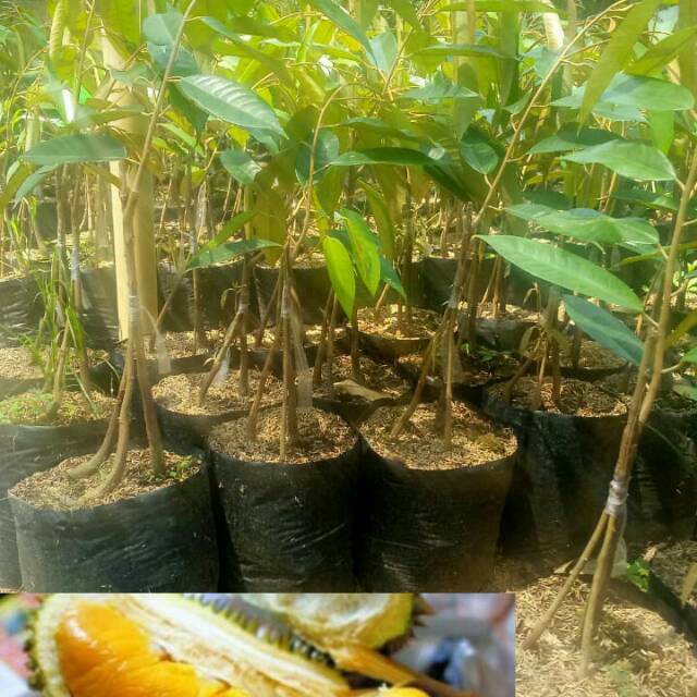 BIBIT Durian Musangking Kaki 3