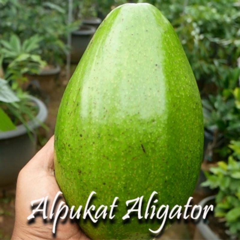 

alpukat aligator