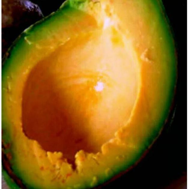 Paket 3 tanaman alpukat mentega merah super unggul @_@