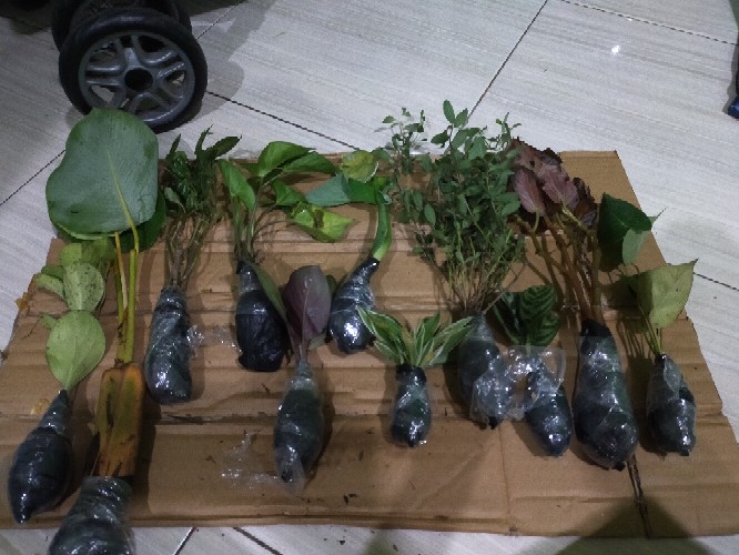 Tanamanahias/begonia