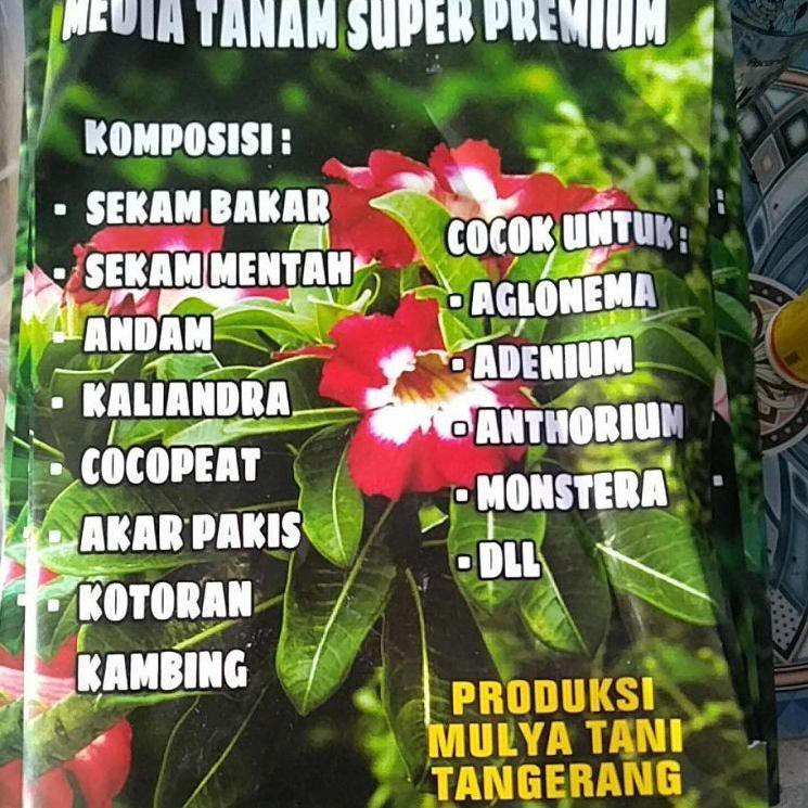 Miliki Media tanam komplit siap pakai aglonema dan adenium AJL