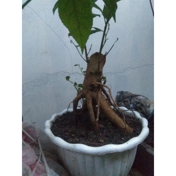 BAHAN BONSAI AMPLAS PUTIH/ FICUS AMPLAS REAL PICT