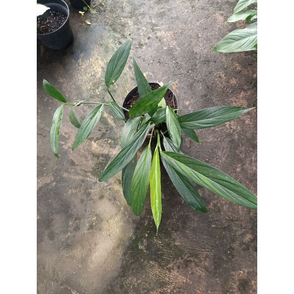 epipremnum falcifolium epipremnum amplissimum