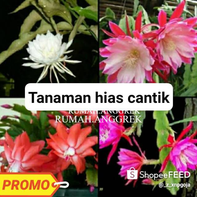 Paket 4 Wijaya Kusuma - Tanaman Hias Hidup - Bunga hidup - Bunga hias