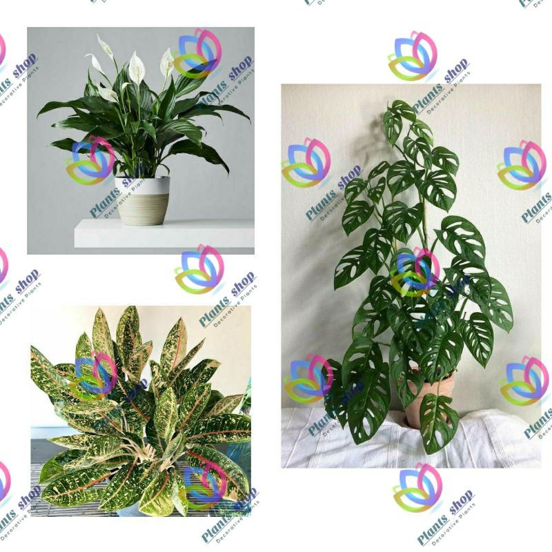 Algonema Aglonema Donacarmen / Spathiphyllum Peace Lilly / Monstera Adansonii JANDA BOLONG ASLI / Tanaman hias hidup Bunga hias hidup kembang asli hidup Viral 2021