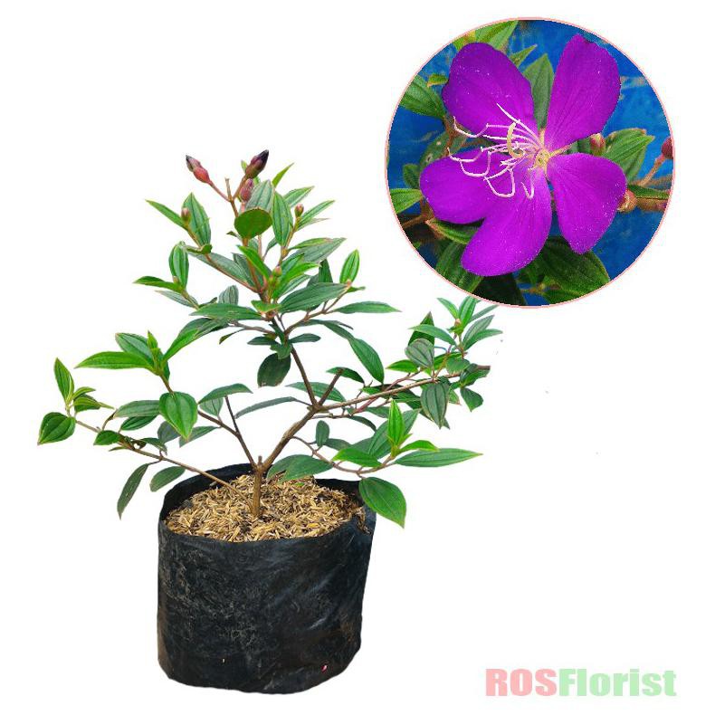 V0cer Tanaman Bunga Senggani Shopee Indonesia