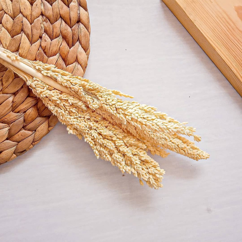 ALFA CRAFT - BUNGA CANTEL SORGUM HIASAN DEKORASI RUMAH / BUNGA GANDUM / BUNGA ARTIFICIAL-1