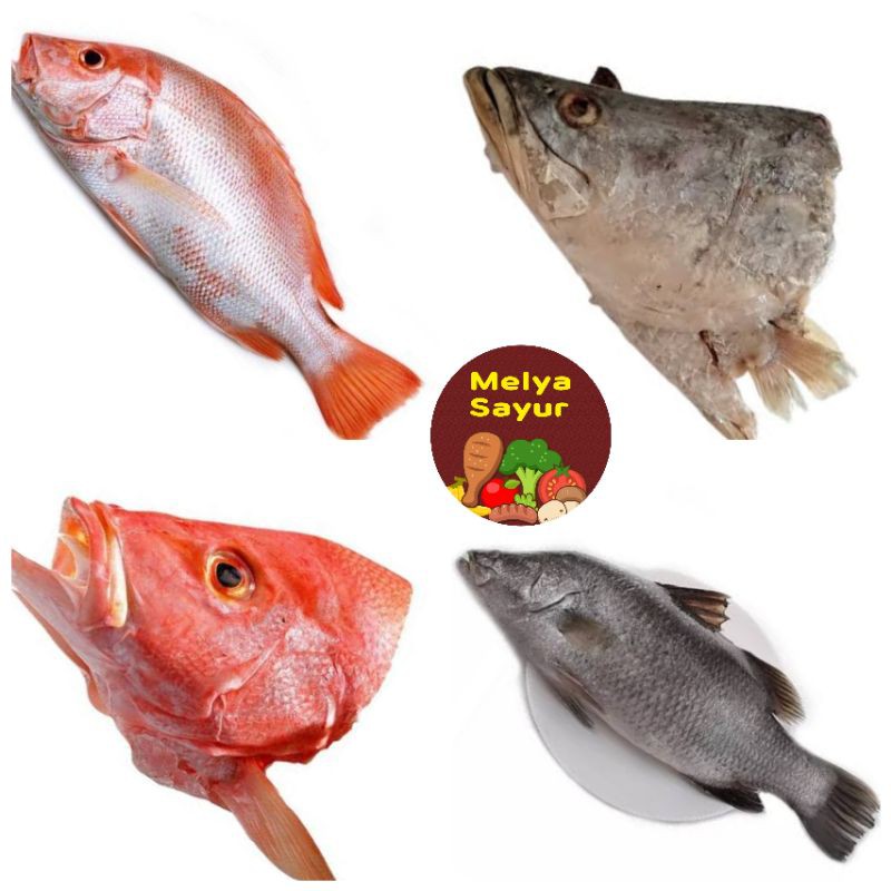 

Ikan segar - Ikan kakap merah 1kg, ikan kakap 1kg, kepala kakap 1kg melyasayur