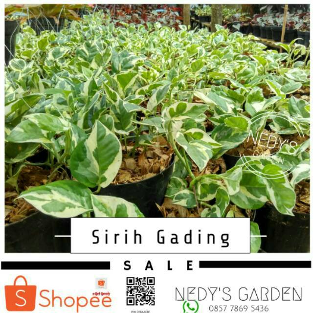 Sirih Gading Shopee Indonesia