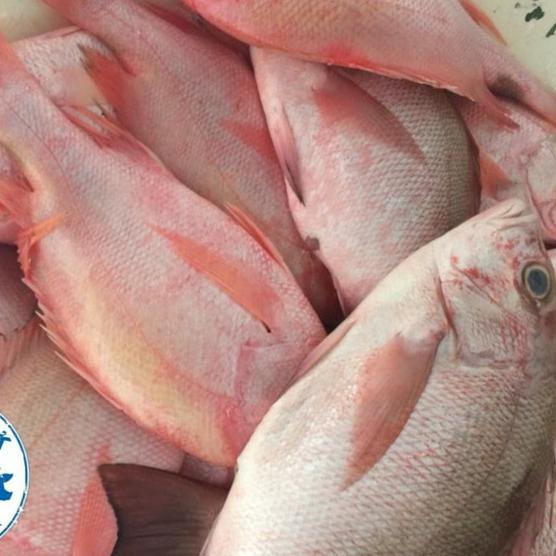 

✼ IKAN KAKAP MERAH EKORAN - FRESH RED SNAPPER FISH ☈