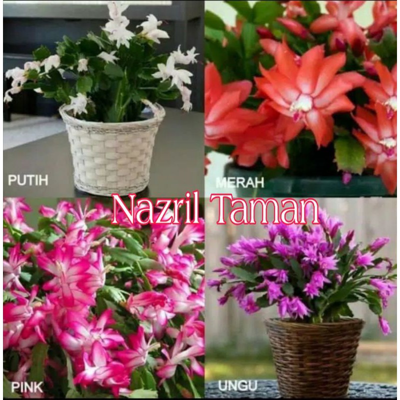 paket 4 tanaman hias Wijaya Kusuma bunga pink - merah - ungu - putih-benih bunga-bunga wijaya kusuma