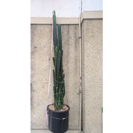 Kaktus Candi 120cm Hidup / Kaktus Cereus Tetragonus / Tetragonous / Kaktus Oksigen / Tanaman Oksigen