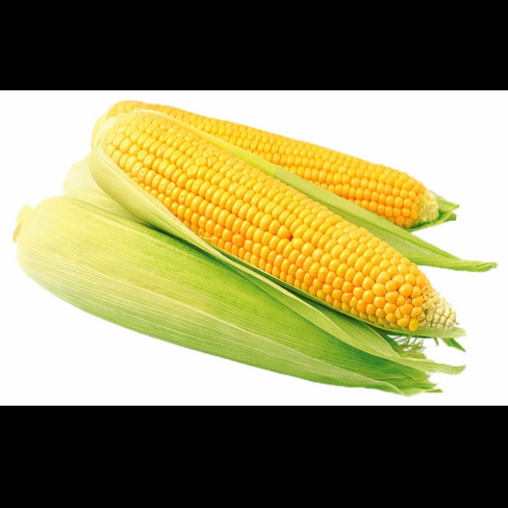 

JAGUNG MANIS 1KG