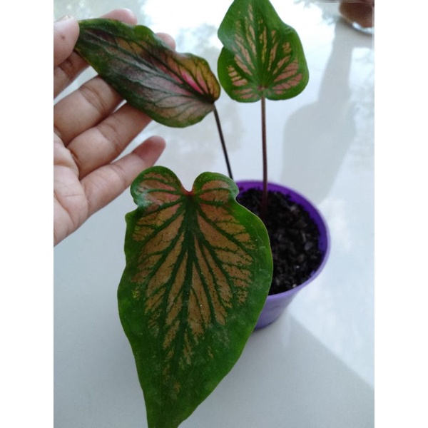 caladium tambuna/keladi tambuna