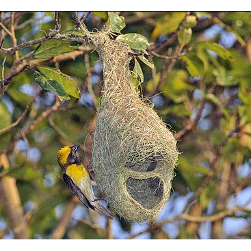 Sarang Burung Manyar Untuk Hiasan Rumah Taman Dan Restoran