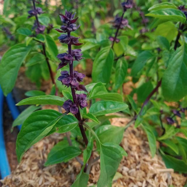 Tanaman herbal Thai Basil ungu