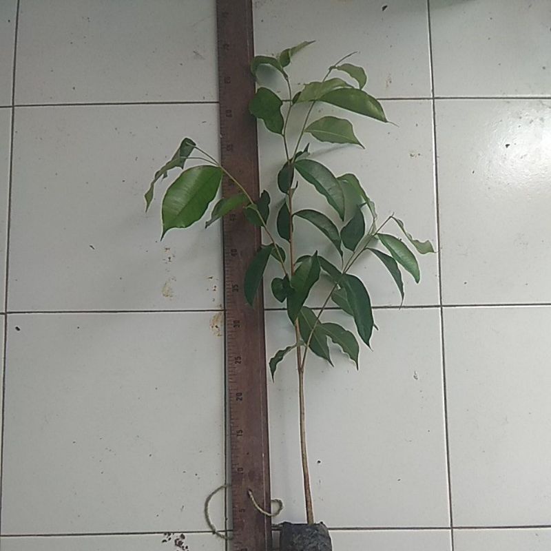 (PAKET 10 BATANG FREE 1) BIBIT GAHARU AQUILARIA MALACCENSIS 60CM // Bibit Gaharu // Kayu Wangi