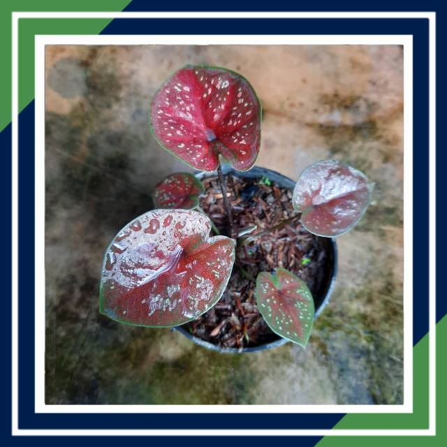 [BISA COD] D.O.H CALADIUM TANAMAN HIAS KELADI HIASAN RUMAH & INDOOR & AUTDOOR