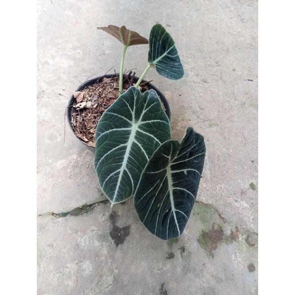 alokasia black Velvet jumbo