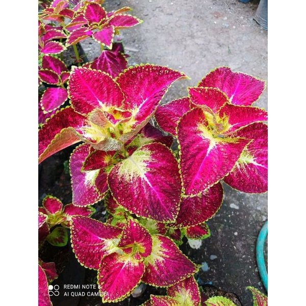 Tanaman Hias Miana id cinta/Coleus  berakar