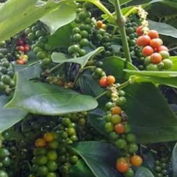 Bibit Buah Lada Merica Perdu Stek