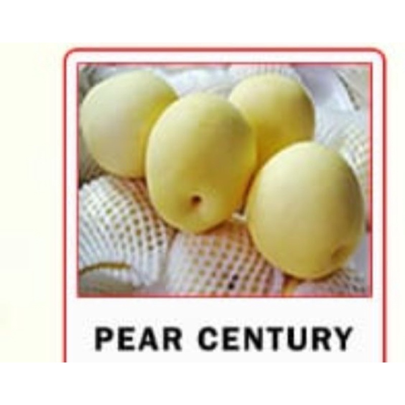 

Pear Century