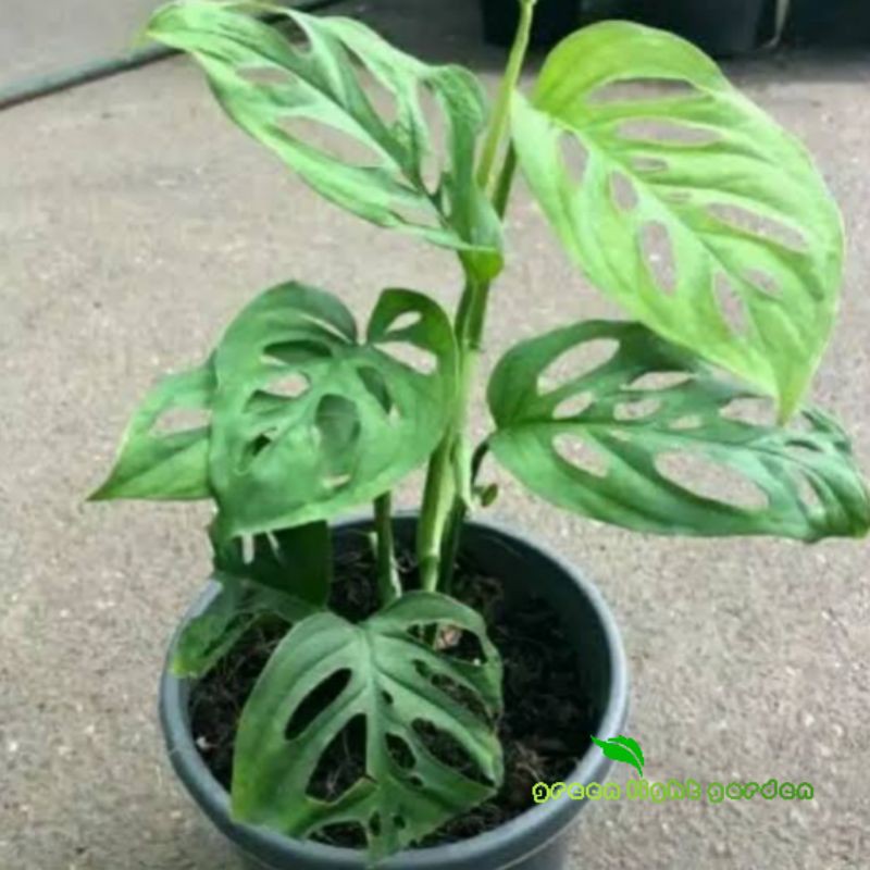Bunga Janda Bolong