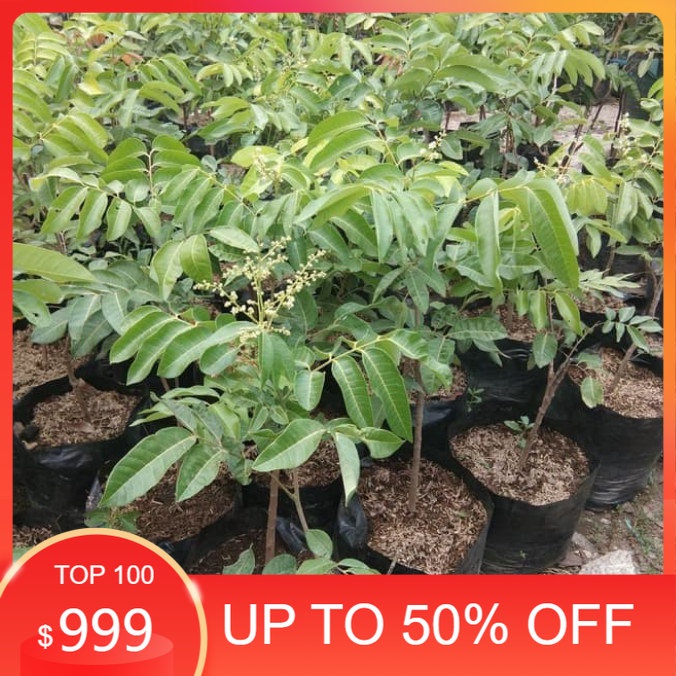 Pohon buah kelengkeng matalada.