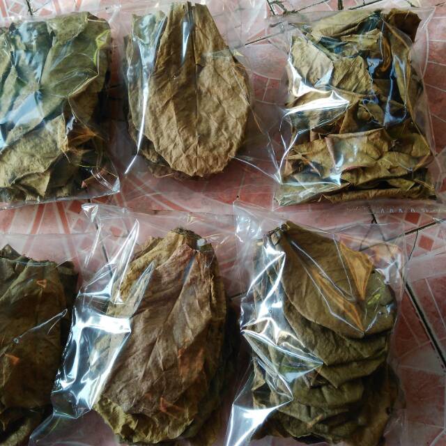 

Daun Ketapang kering kemasan