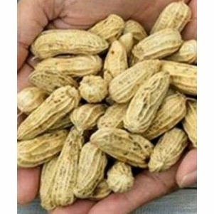 

KACANG KULIT SEGAR MENTAH (BERSIH SIAP REBUS )/ 1kg