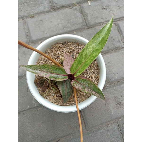 anturium pink, hokeri varigata pink, hokeri pink