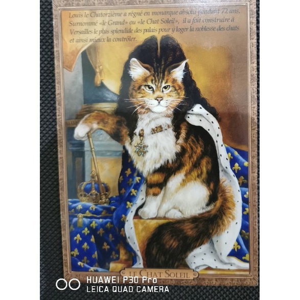 

kartu pos kucing/cat postcard