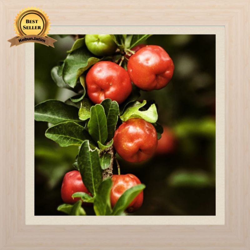 Tanaman buah ceri barbados sianci siap berbuah