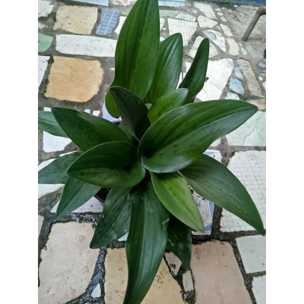 tanaman hias bunga keladi katak / keladi lidah katak murah cantik