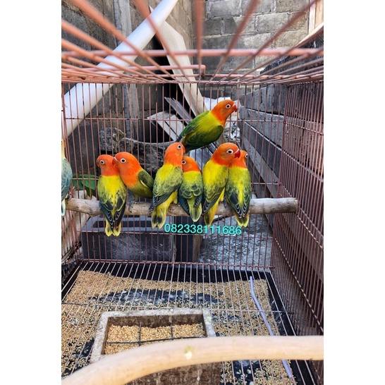 LB warna bio ewing green/pb