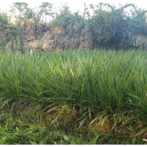 Benih Bibit Rumput Odot Pakan Ternak Sapi Kambing