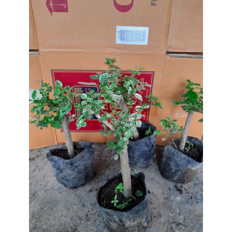 Bibit Bonsai Sancang Varigata
