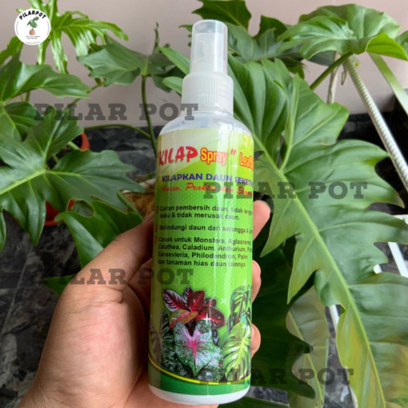 kilap leafshine spray 250 ml pengkilat daun siap pakai - KILAP BESAR