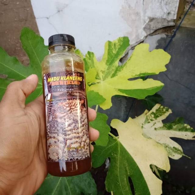 

Madu Trigona, Klanceng, Kele Kele, Teuwul, Stinglees Bee