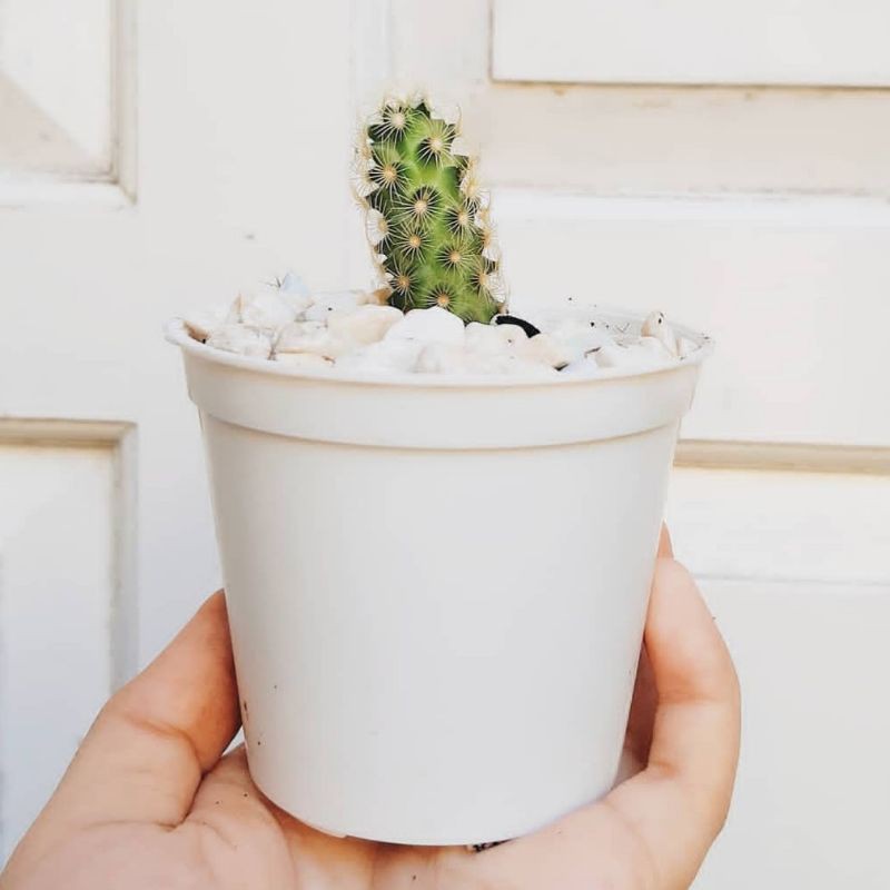 KAKTUS MINI GIFT KAKTUS SOUVENIR KAKTUS SUKULEN CACTUS MINI