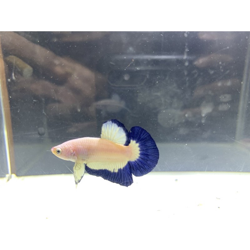 cupang Blue Rim line ORI thailand betta