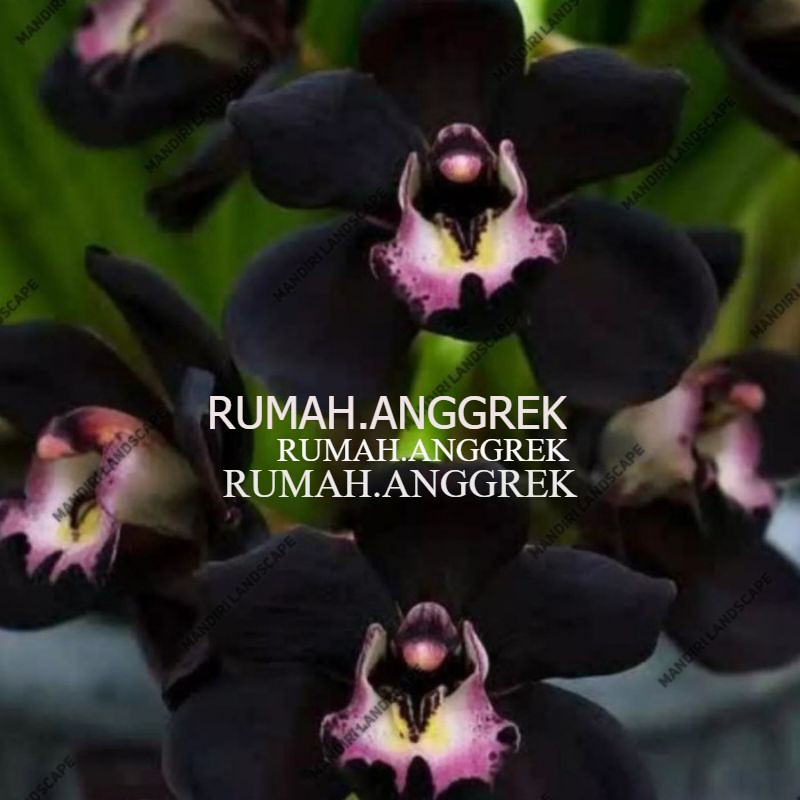 Seedling Anggrek Dendrobium Black Papua - Hitam Papua